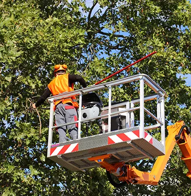 Arbeit auf Hebebühne beim Baumschnitt